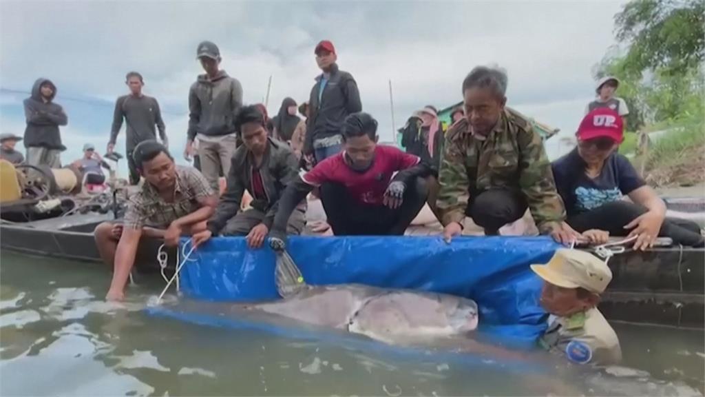 「極危物種」湄公河巨鯰現身　需5名成年人才能扶起