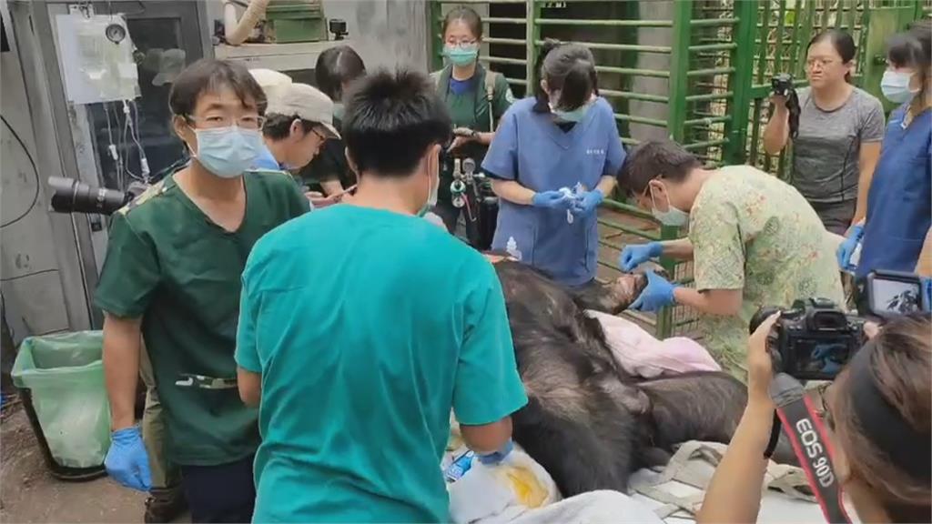 受傷台灣黑熊傷勢恢復移居半室外熊舍「仍須3週恢才可痊癒」