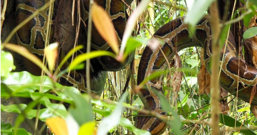 木柵動物園樹上驚見大蟒蛇！她嚇壞：安全嗎？　一票人笑了