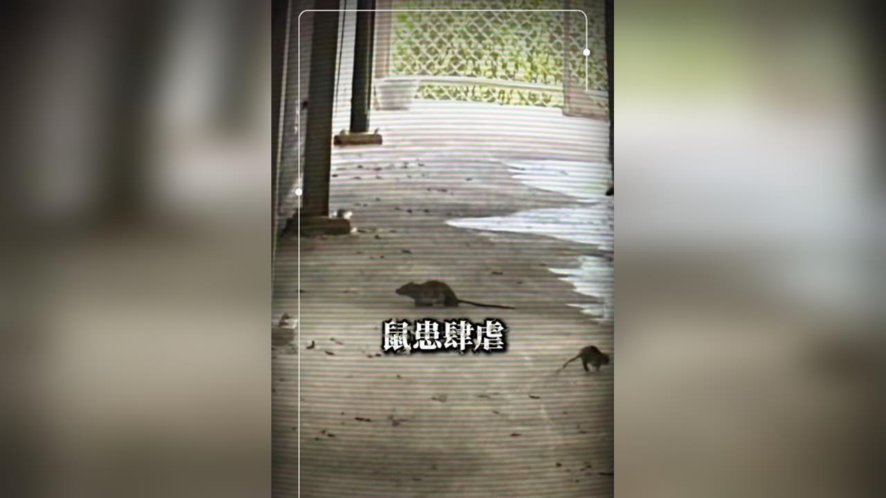 快新聞/北市動物之家鼠患曝!環境現隱憂 議員批「破窗效應」