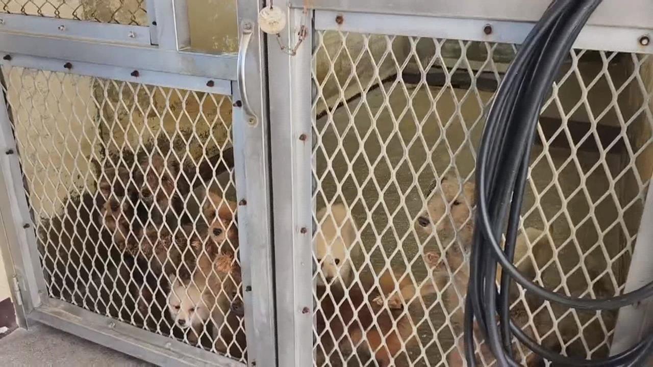 苗栗犬舍9成犬遭割聲帶案　米可白喊話鍾東錦：等待當初的保證