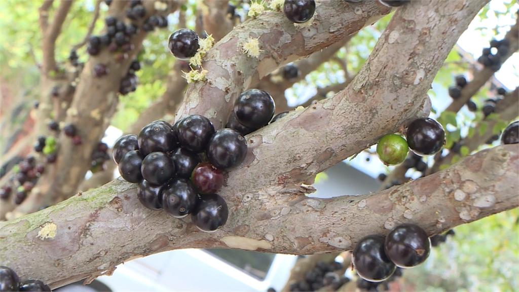 觀光工廠出招拚生存 樹葡萄吸客、米廠戶外展強勢宣傳
