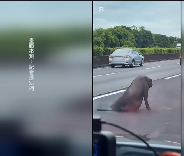 國道驚現大黑豬! 疑掉落車上 後腿受傷跌坐中線車道