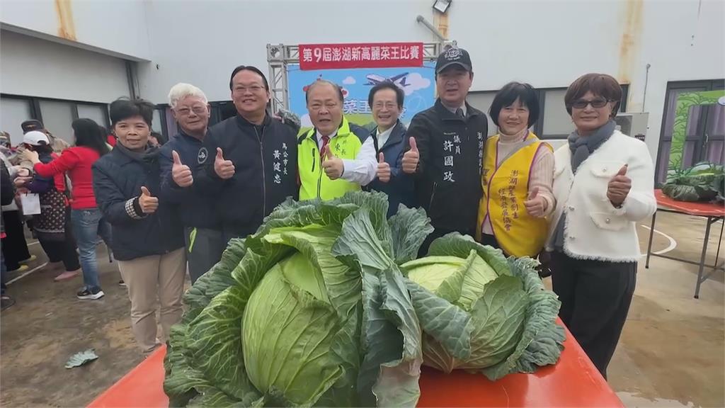 馬公市烏崁「高麗菜王」選拔　單顆最重19.1台斤