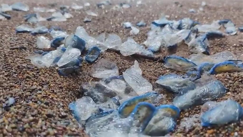 越美的越毒？　加州海岸出現「神秘迷人藍生物」