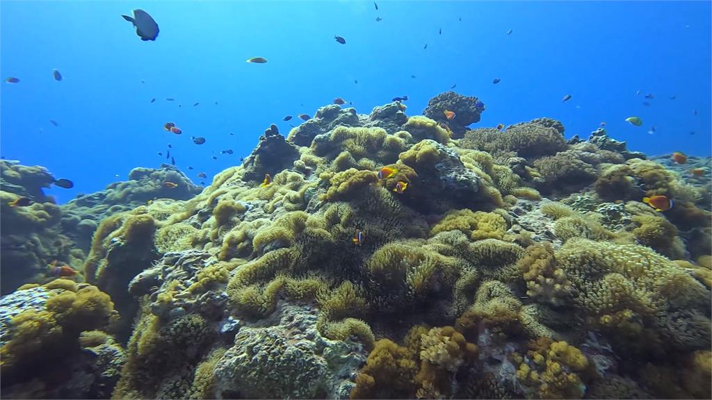 綠島潛水勝地「小丑島」　休生養息後魚群回歸