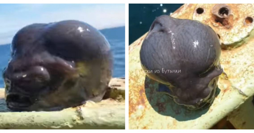 漁夫捕到「濕滑圓腦」怪魚竟是波妞親戚！　還是北海道冬季必吃特有魚種