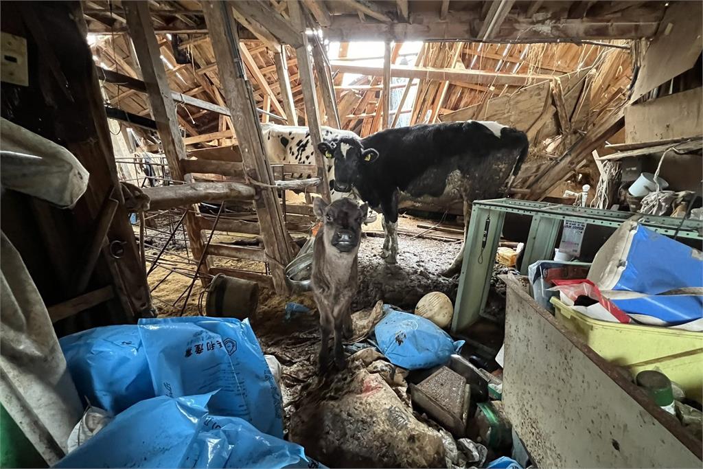 快新聞／日本石川地震近4.5萬戶停水　乳牛、嬰兒飽受「缺水」之苦