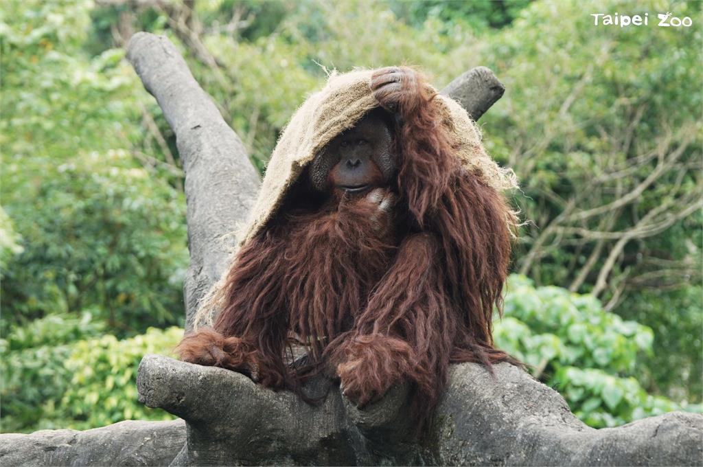 快新聞／好冷！冷氣團來襲動物園禦寒已備好　小動物保暖超萌模樣曝光