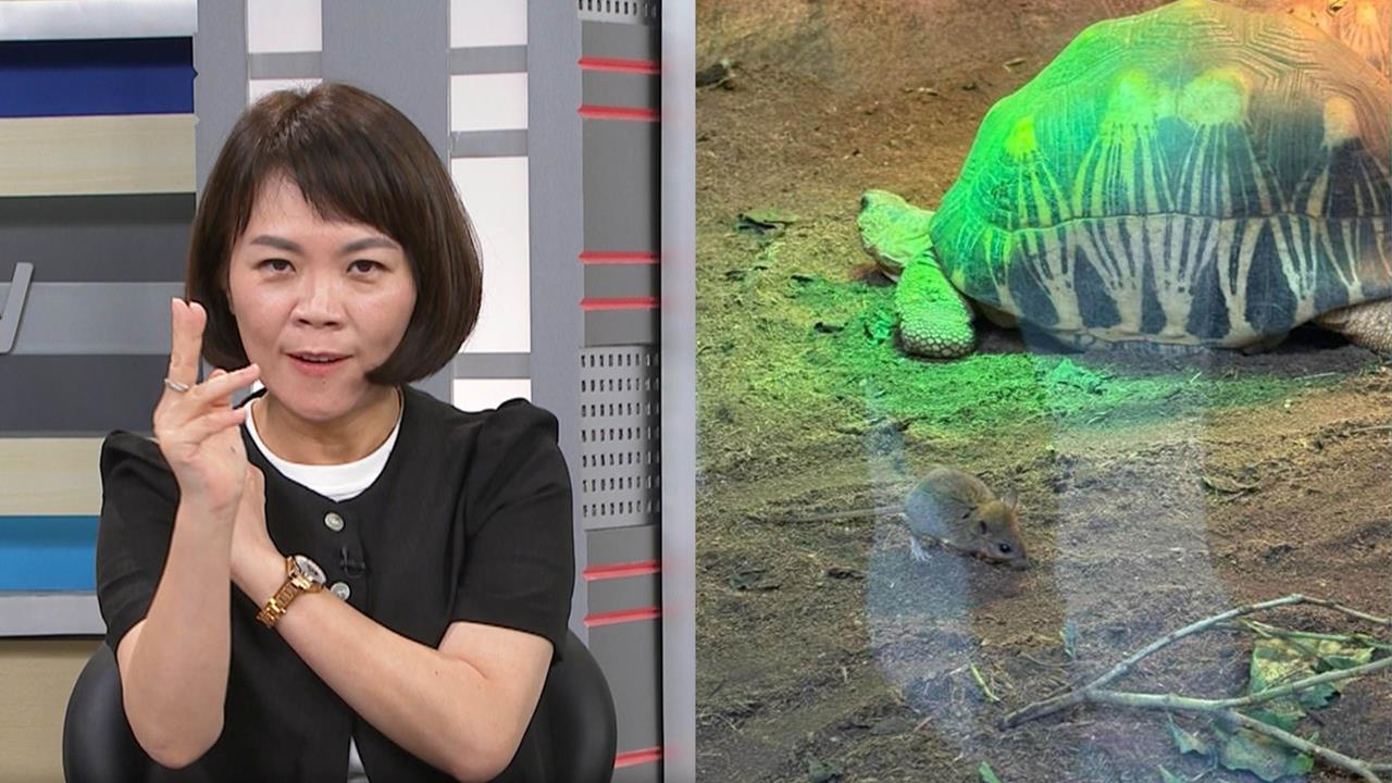 台北「老鼠無限城」？簡舒培批3個月無作為：蔣萬安「鼠之呼吸」治鼠？