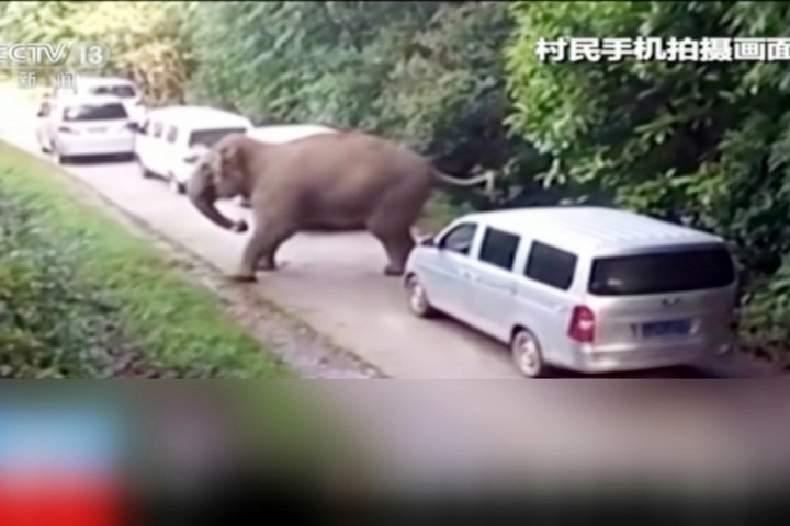 13頭野生亞洲象逛大街 中國民眾嚇慘了