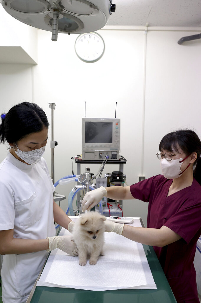 AI讓毛小孩說話了　還有寵物巴士搶商機