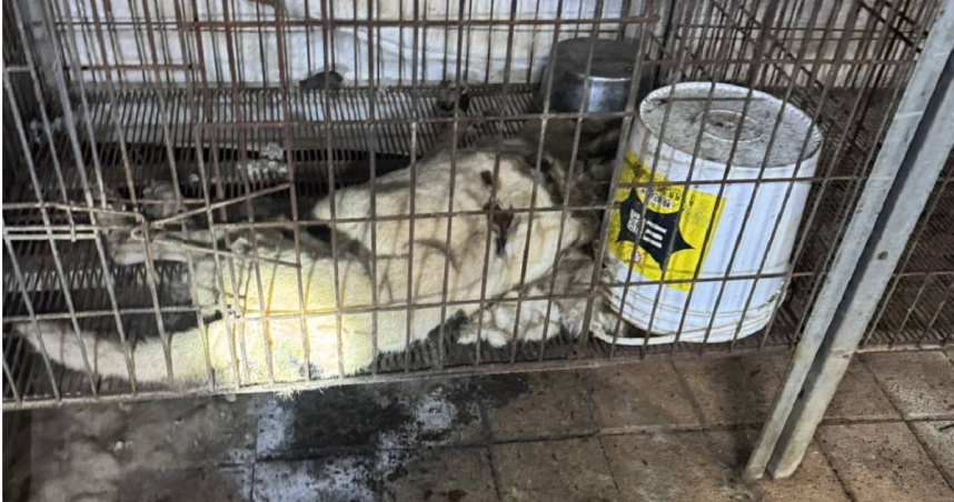 獨／狗屍遍地！竹縣驚爆狗園關籠活活餓死狗　現場搜查竟見百包狗糧