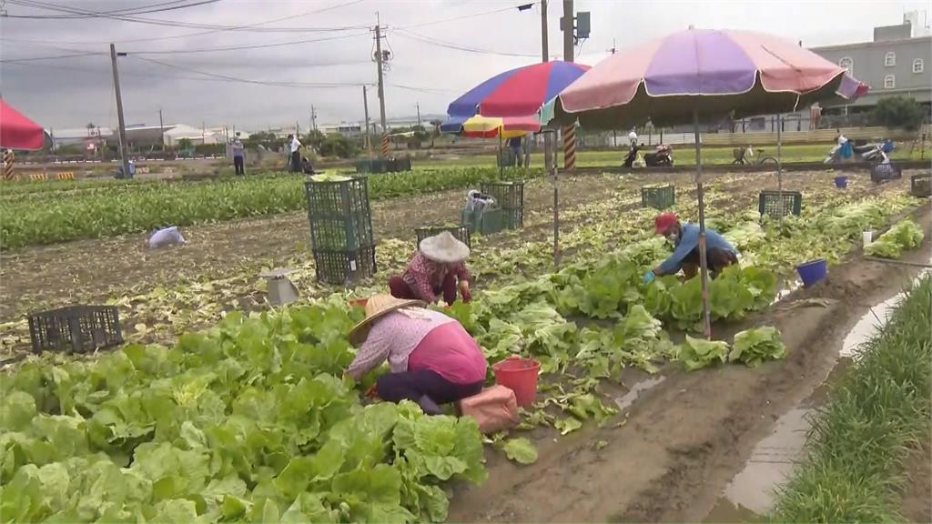 跟梅雨鋒面賽跑! 菜農雨中搶收菜葉