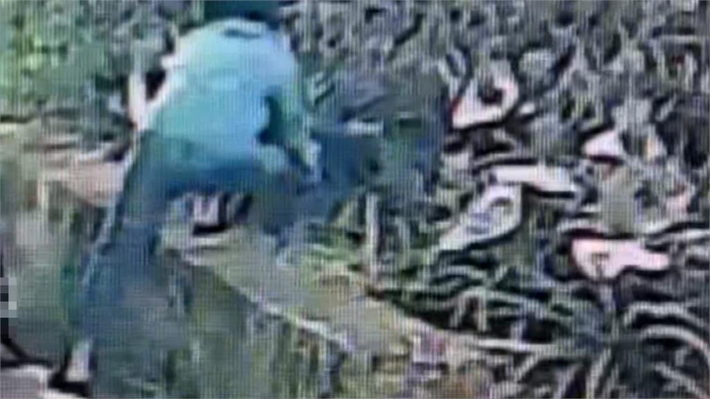 鴛鴦盜光顧鳳梨田　抱走6顆金鑽鳳梨"還認真挑選"