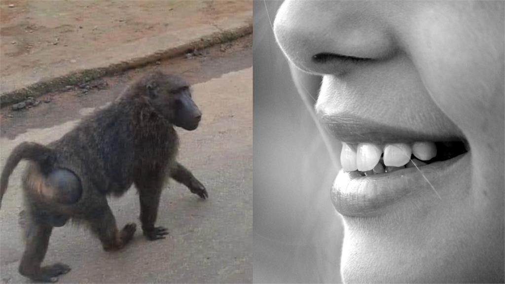 遇到狒狒怎麼辦？林務局曝「保命4不行為」：露齒微笑就是在挑釁牠