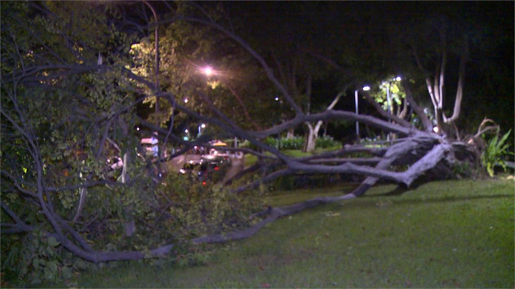 北投復興公園路樹倒塌 3轎車停路邊遭波及