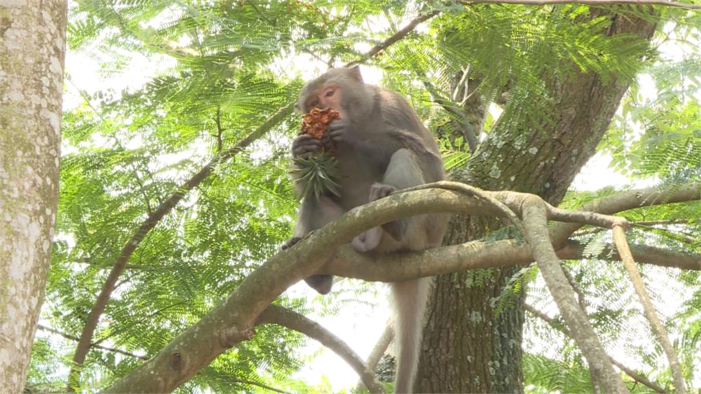 台灣獼猴改非保育類 林務局：仍不可濫殺獵捕
