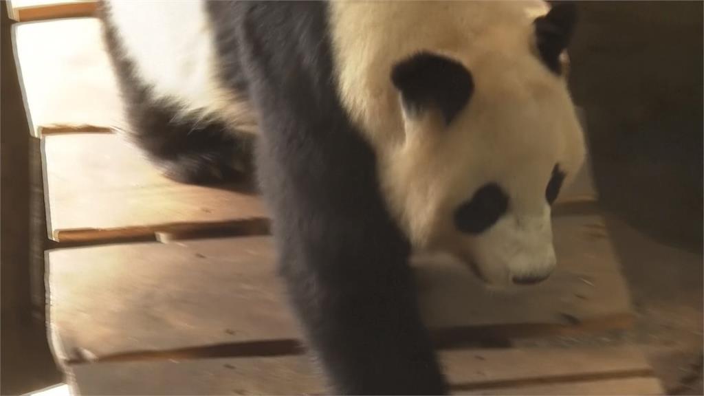 租養貓熊燒錢歐美紛歸還　中國貓熊外交式微