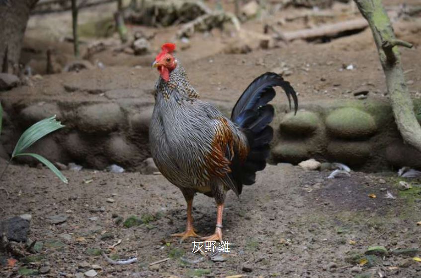 快新聞／天王星的雞能飛嗎？　北市動物園這樣解釋