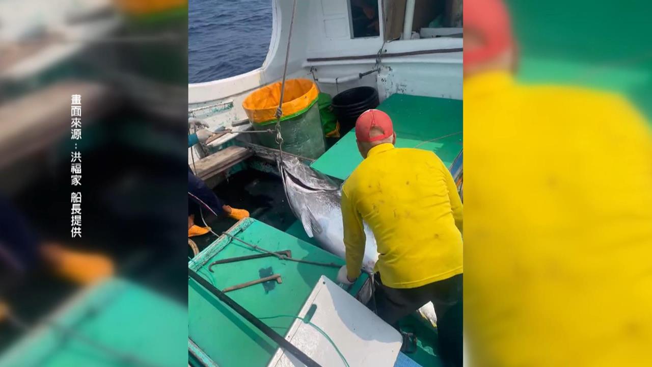 2026屏東第一鮪報到! 67歲船長"歪打正著"捕中黑鮪魚