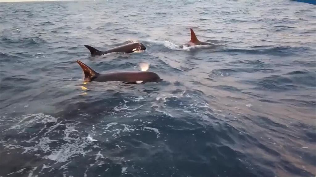 罕見神秘生物！南極合恩角驚見「D型殺人鯨」