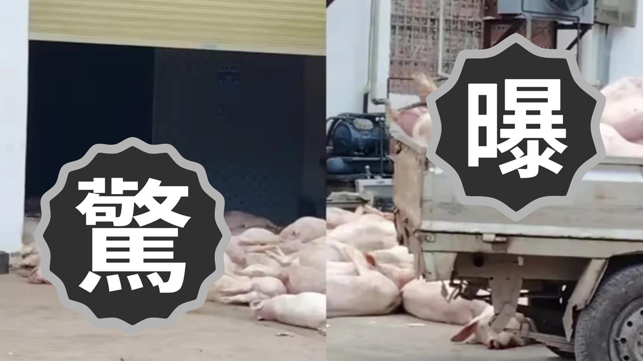 中國食品廠驚見「死豬山」堆滿門口!駭人畫面曝光…網嚇壞:是要加工?