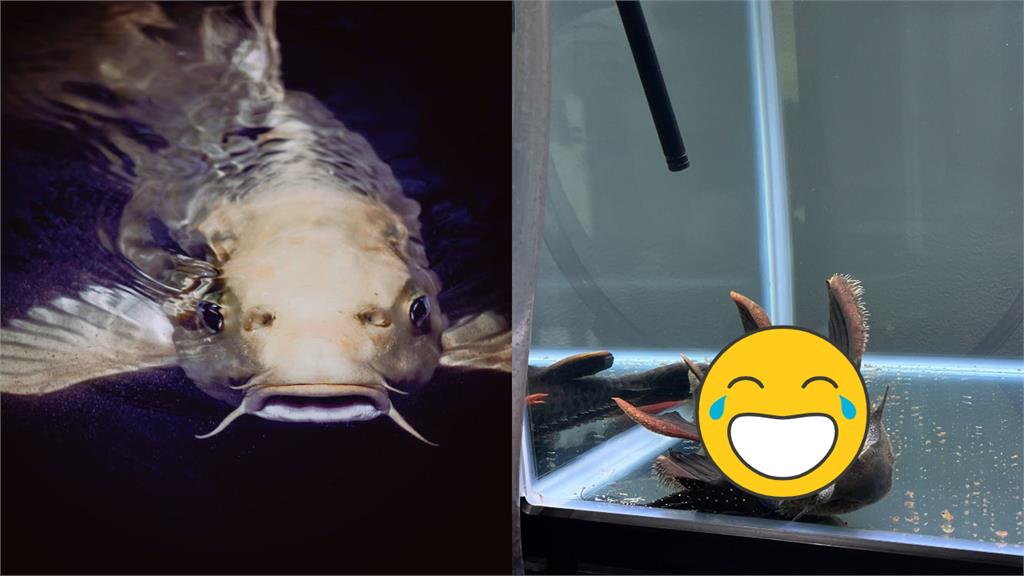 熱到只想耍廢？鯰魚「浮誇綜藝摔」張大嘴翻肚　飼主笑：太放鬆了吧