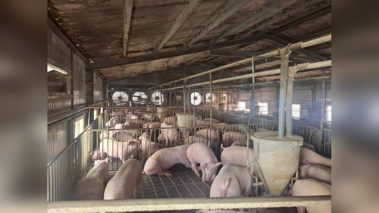 快新聞/人心惶惶!民眾憂「非洲豬瘟肉品下肚後果」 食藥署出面解答了