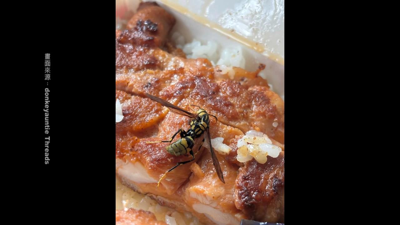 好"蜂"狂！民眾買便當驚見大黃蜂躺肉上　老闆低調致歉