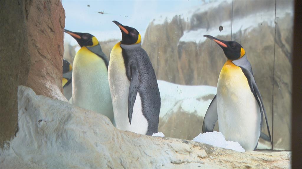 北市動物園首開「白內障手術」　年邁企鵝不再疼痛！