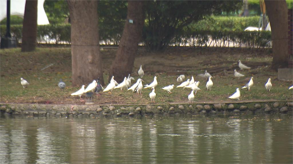 台中公園「鴿」滿為患！　市府出招餵節育飼料　控制數量