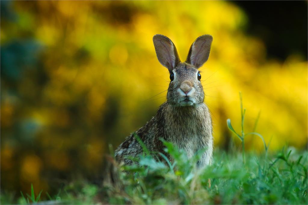 野兔成災！澳洲農業年損40億　竟源於160年前24隻英國兔子