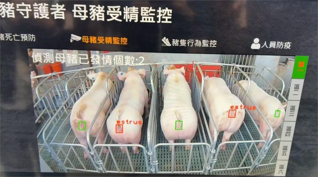 小豬頻傳夭折「被媽媽壓死」　AI系統1功能豬農全笑了