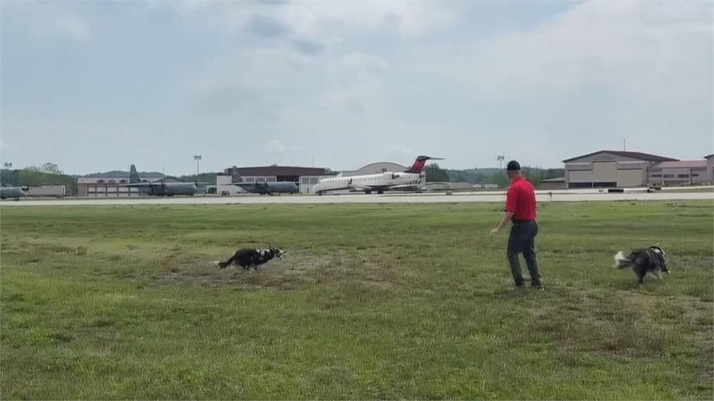 美國小機場「驅鳥小幫手」　2隻邊境牧羊犬成親善大使