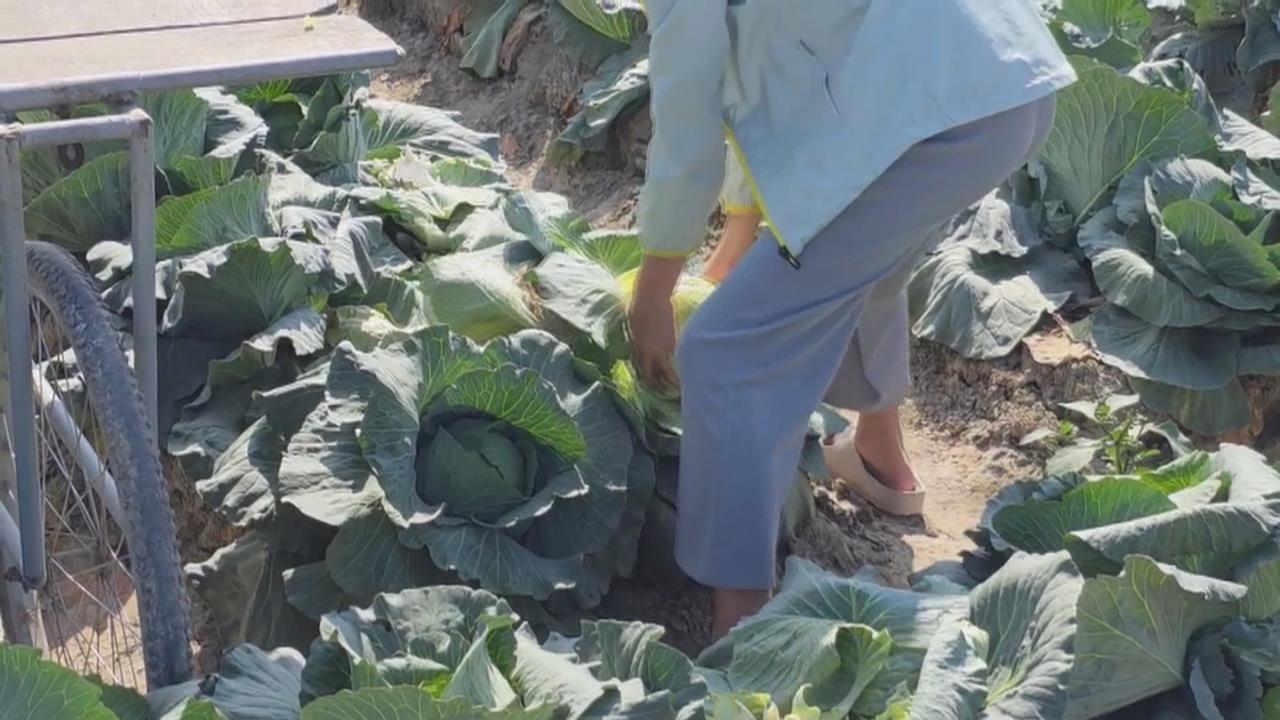 嘉義六腳高麗菜盛產、賣相不佳　菜農自採價10元　民眾搶囤菜