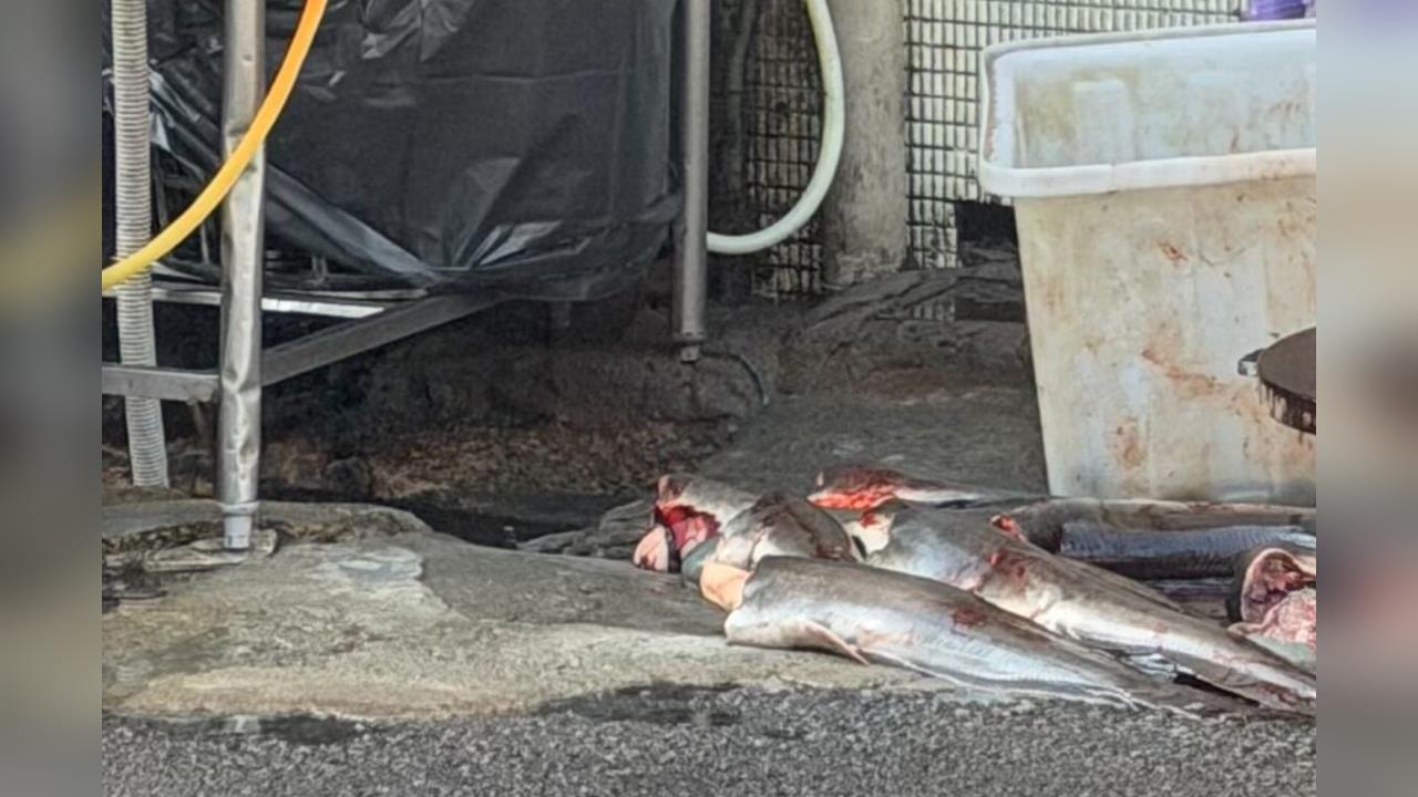 敢吃嗎?台中名店路邊宰殺土虱魚 剁塊放水溝蓋超噁