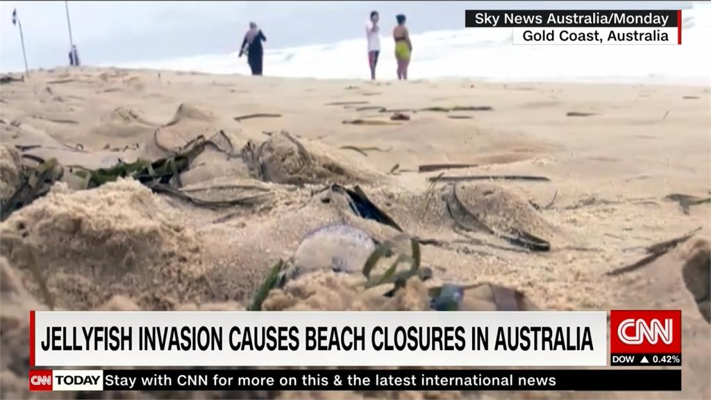 澳洲昆士蘭海岸水母入侵 逾3千人遭螫傷