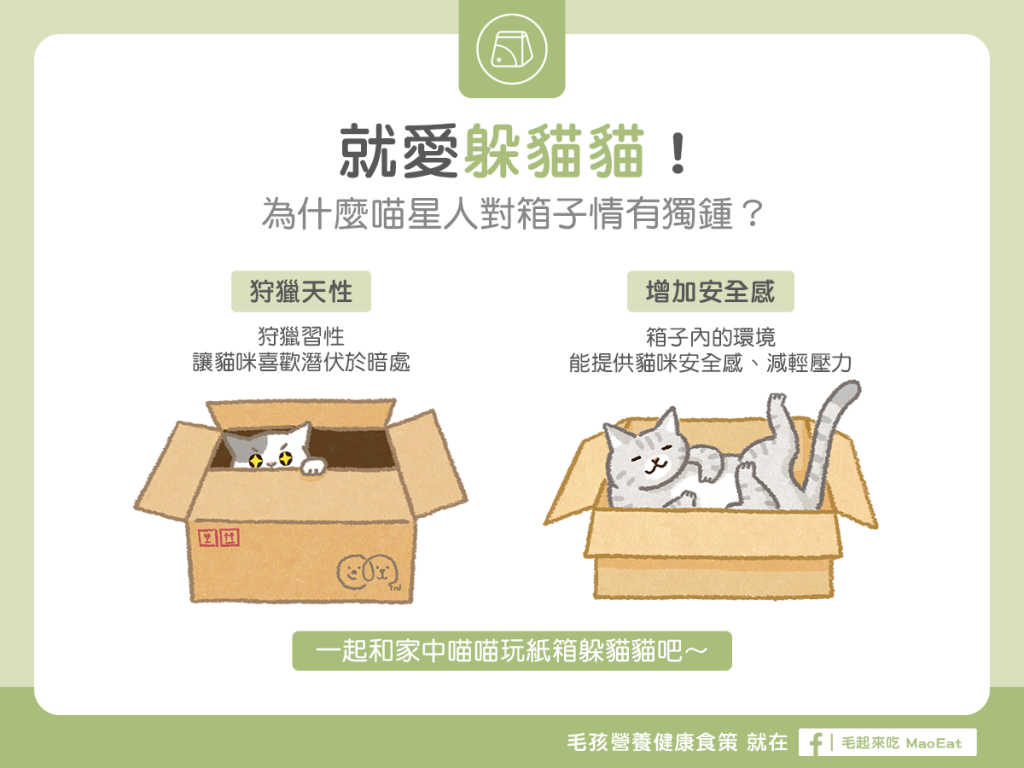【貓咪行為學】就愛躲貓貓！為什麼貓星人對箱子情有獨鍾？