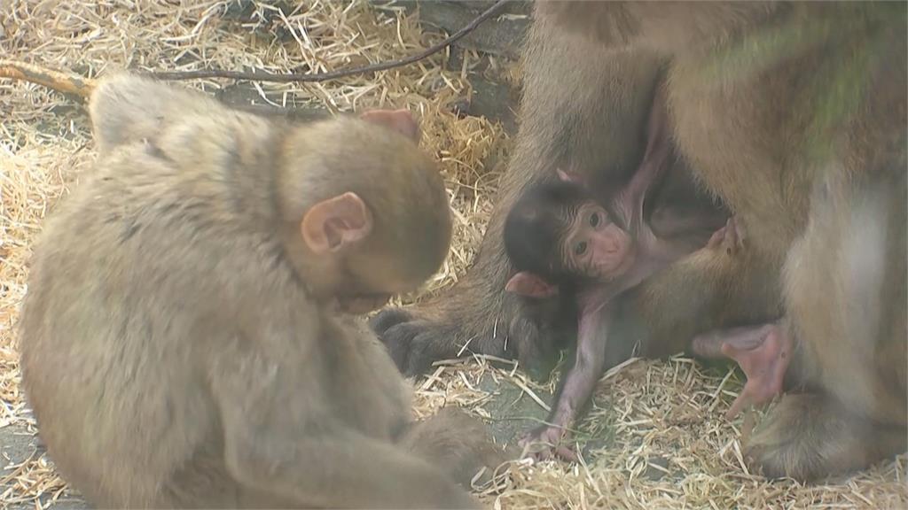 瀕危巴巴里獼猴喜獲雙胞胎！　德國動物園盼順利長大