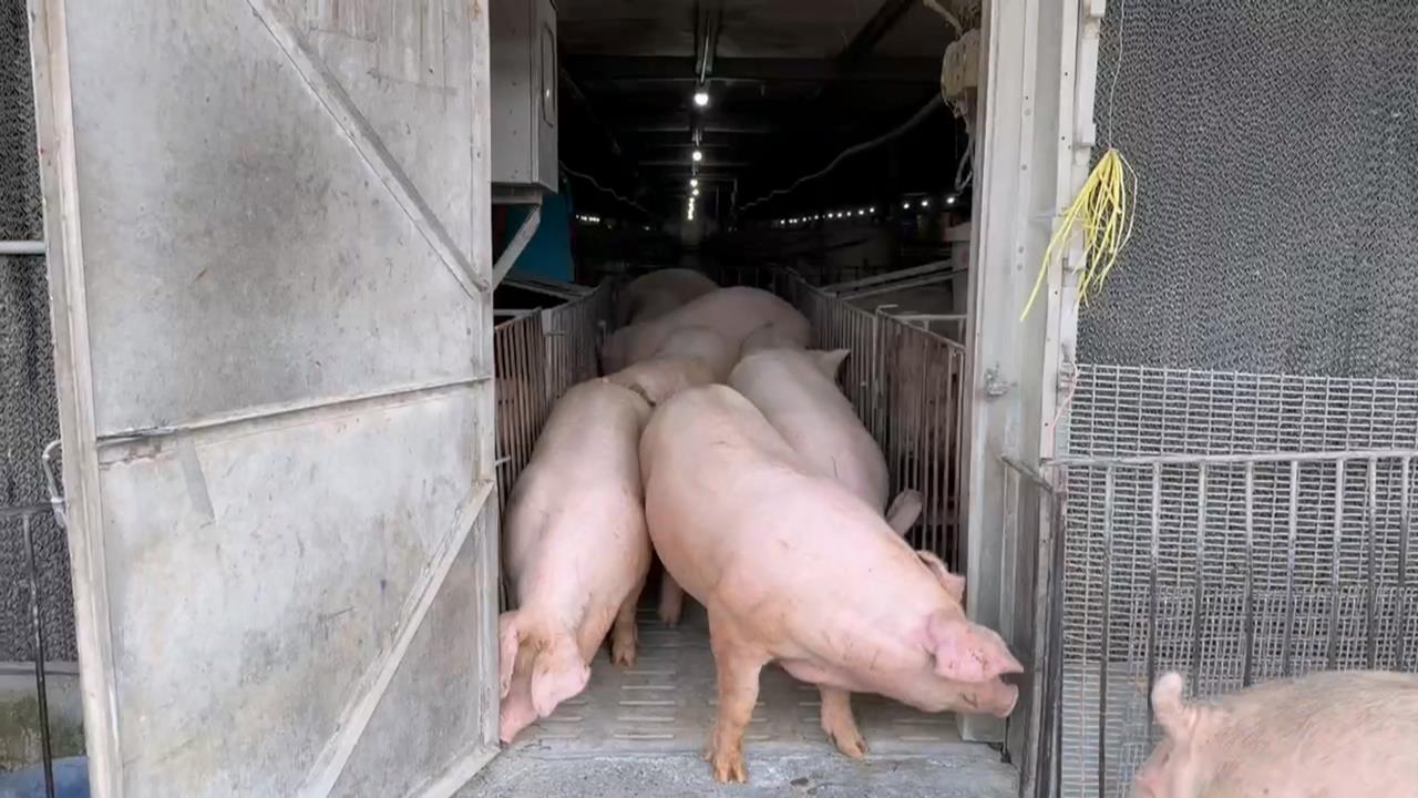 活豬週五恢復屠宰！「30萬頭豬未殺」　豬農憂解禁後豬價崩