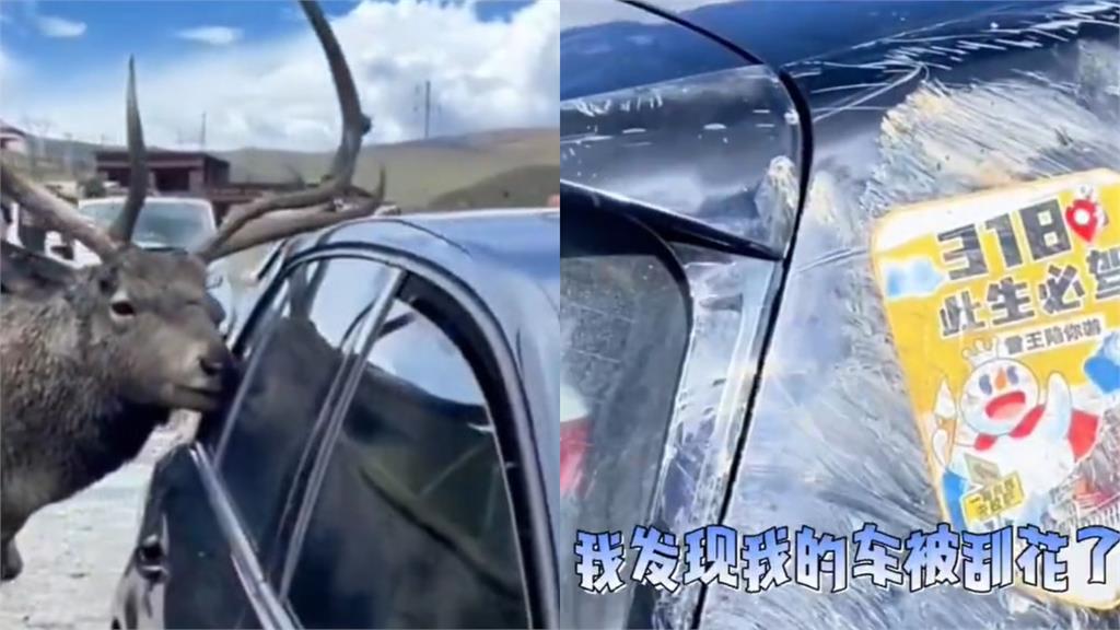 男子自駕遇超霸氣「巨角麋鹿」！牠1舉動讓車主無言了：我剛洗的車…