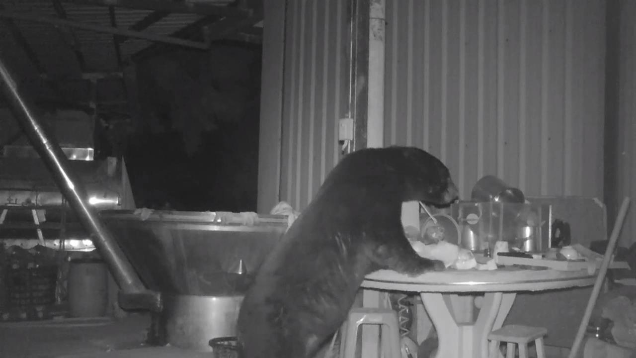 嘉義「黑熊出沒」！　林保署一個月接9起入侵通報