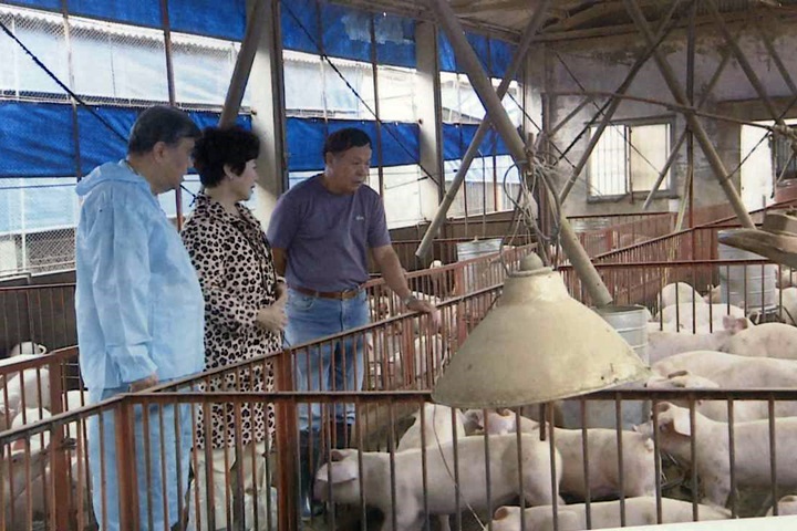 畜牧產業展覽登場 飼養豬隻講究「醫食同源」