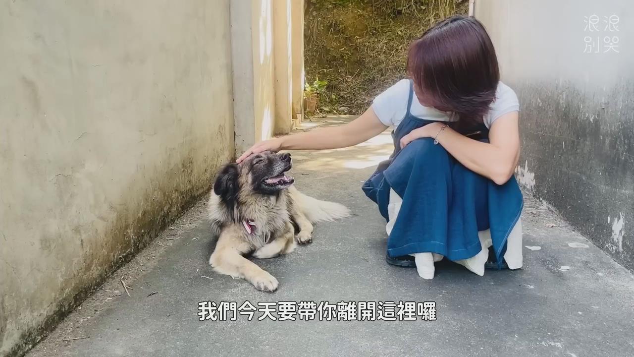 忠犬「守空屋6年」癡等離世主人　網心疼：盼後半生有好歸宿
