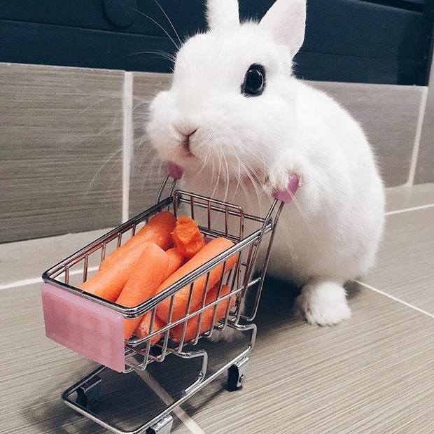 帶兔兔去超市逛街...自己推推車買紅蘿蔔的模樣，真的萌到讓人噴鼻血啦！