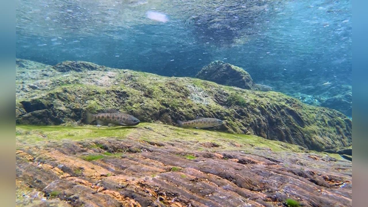 完成最後一塊保育拼圖　　國寶魚野放繁殖量驚人