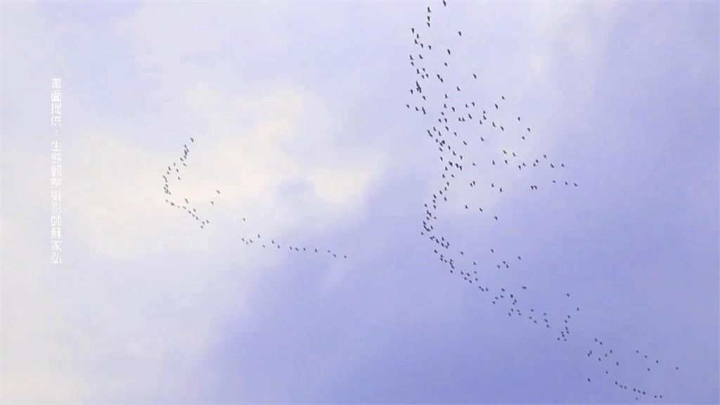 黃頭鷺遷徙過境嘉義　成群飛躍圍繞山谷像一條白龍