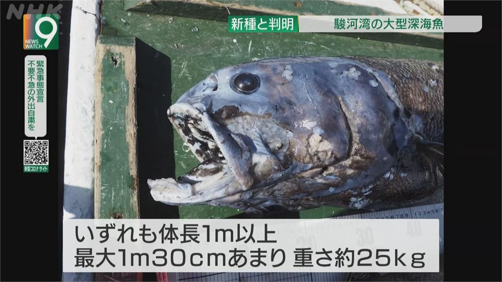 日本駿河灣新魚種「橫綱黑口魚」吞得下體積比自己還大的魚