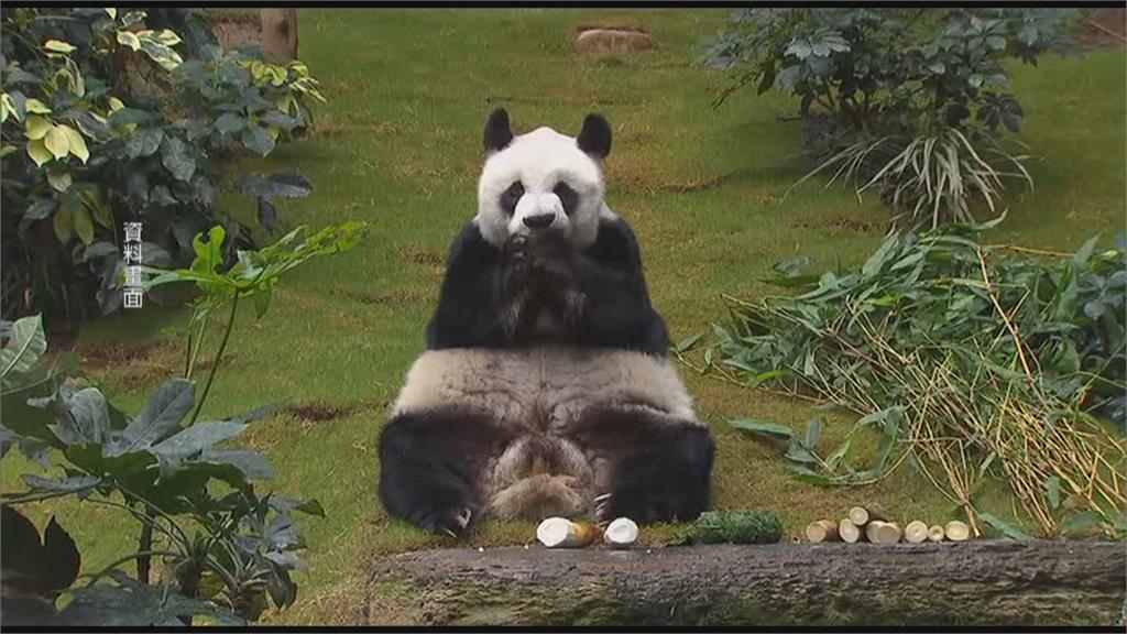 人類年齡105歲！　香港貓熊「安安」健康狀況差安樂死